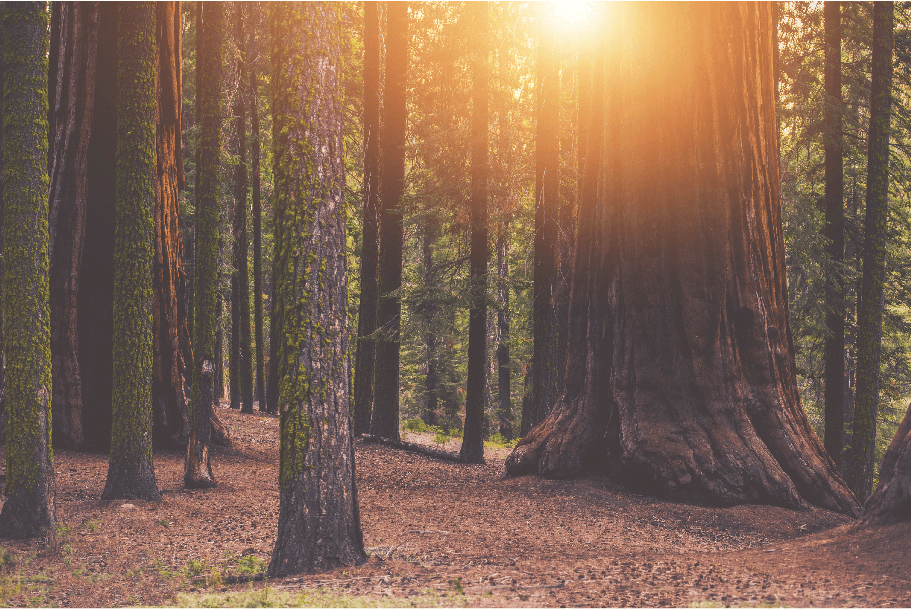 The oldest known giant sequoia is 3,200–3,266 years old. Wrap your head around THAT while you sip this sour with a cinnamon twist.