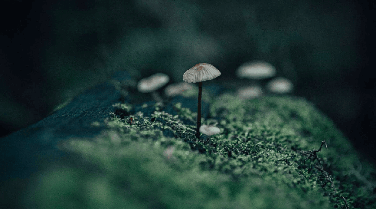 Fern Gulpy Cocktail From High Camp Flasks